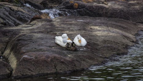 White Crested Ducks - NHP136